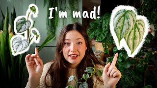 The Issue with Philodendron Brandtianum | Propagation & Care