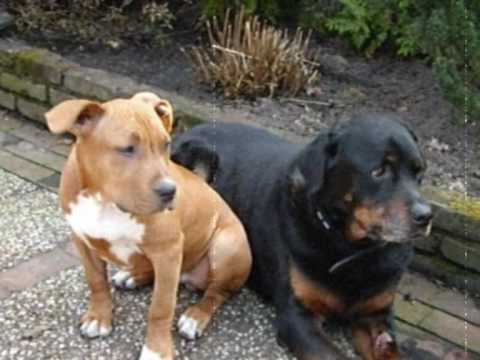 Pitbull - I Know You Want Me