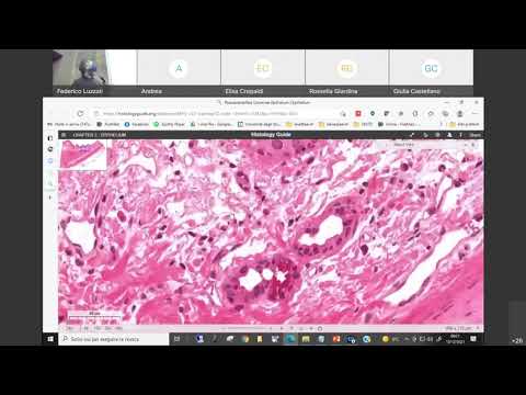 08 Istologia Tessuto Connettivo Introduzione Canale A