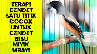Download lagu Pancingan Cendet Satu Titik Mampu Buat Cendet BISU, MIYIK, Mbayi Langsung Gacor dan Emosi mp3
