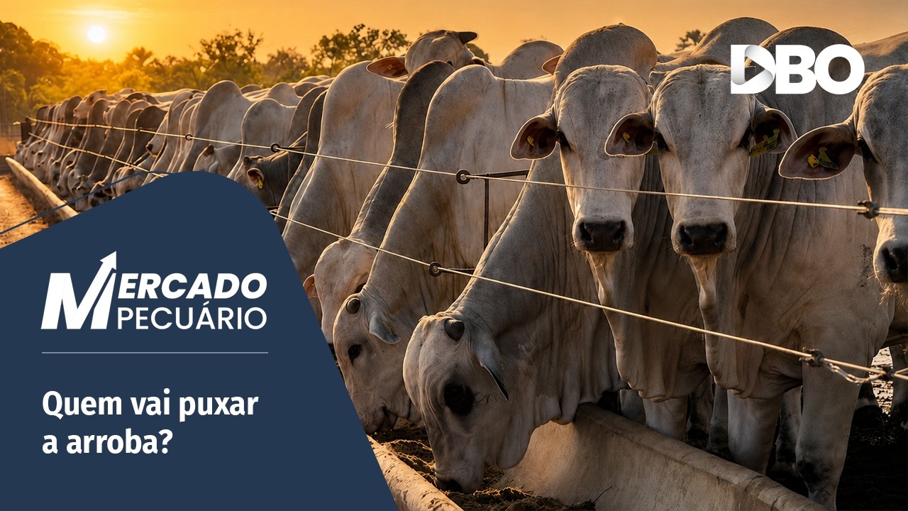 China, EUA ou mercado interno: quem vai ditar o preço do boi gordo?