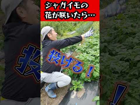 園芸 ジャガイモに関するよくある質問