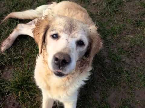 Crossdogging, eine schmutzige Angelegenheit