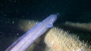 Brasserie - Plongée en Manche - Le Havre - NOVEMBRE 2018