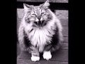 "You Are My Flower", song by The Carter Family, country acoustic guitar and vocal.