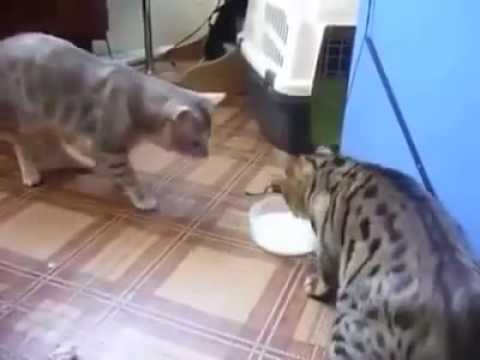 Cats Sharing Milk: Funny Video