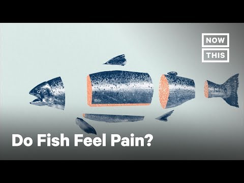 What Fish Feel When They Are Killed for Food | NowThis