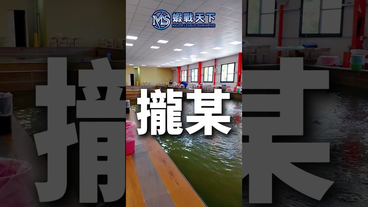 今天這間蝦場Ep.9【MLS蝦戰天下】#17shrimp #台湾のエビ釣り #shrimpfishing #새우낚시