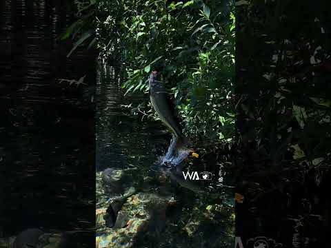 Mato Grosso do Sul !!  Peixes Piraputangas  saltando !! Passeio Rio da Prata  #jardim #bonitoms