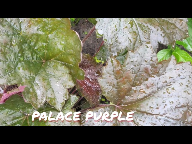 Гейхера сорт purple palace