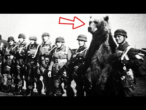 Meet the Bear Who Fought the Nazis and Won