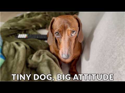 Mini dachshund: Tiny dog, Big attitude