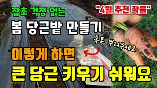 잡초 걱정 없는 당근밭 만드는 방법 당근씨 이것만 있으면 쉽게뿌려요 4월에 심는작물 봄당근 심는시기