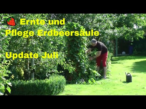, title : '🍓 Ernte und Pflege Erdbeersäule | #Vertikaler Garten | #Gartenrundgang | #Erdbeerrohr | Update Juli'