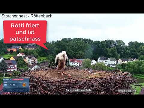2024 06 01 Storchennest Röttenbach, Rötti der ERSTE ist durchnässt und friert, wo ist MAMA und PAPA