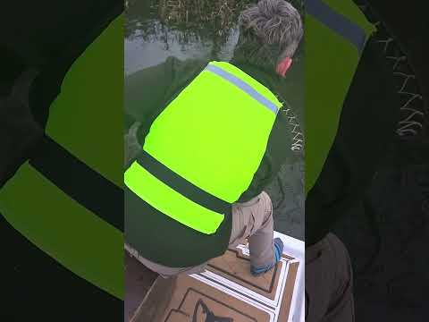 rescate lobo marino en el rio lujan buenos aires