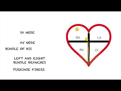 Junctional Rhythms: Easy and Simple