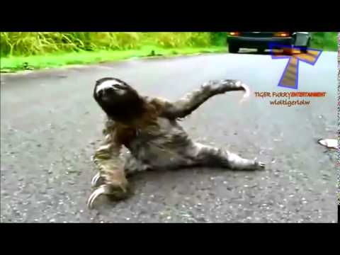sloth wrecks david