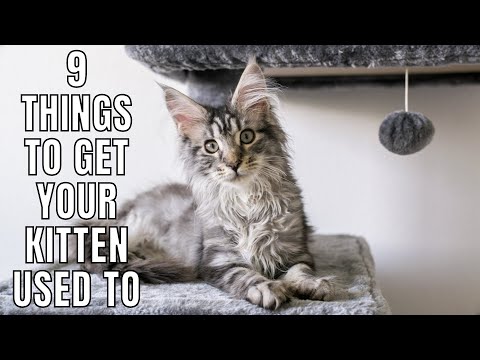 9 Things to Get Your Kitten Used to