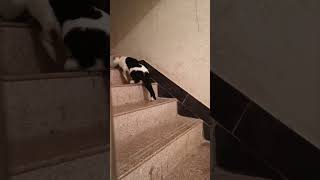 2390: Chinese Cat's Collar Creates Rhythmic Mishap on Stairs