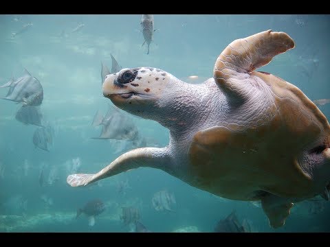 Facts: The Loggerhead Sea Turtle