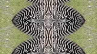 Wildcat! Wildcat! - please and thank you - video -