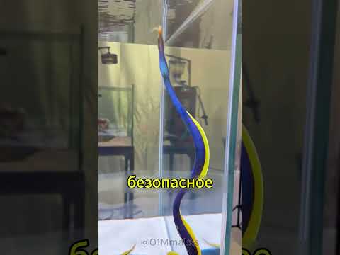 Почему этот угорь отчаянно пытался сбежать из аквариума?