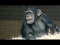 Wild Animal Sounds For Children Learn About Animals Nursery Rhyme Kids Learning Videos