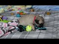 Pug dogs for sale: Penny  - Video 1
