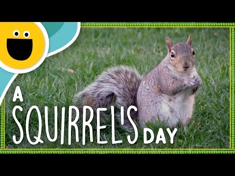 A Squirrel's Day (Sesame Studios)