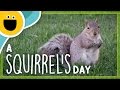 A Squirrel's Day (Sesame Studios)