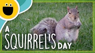 A Squirrel&#39;s Day (Sesame Studios)