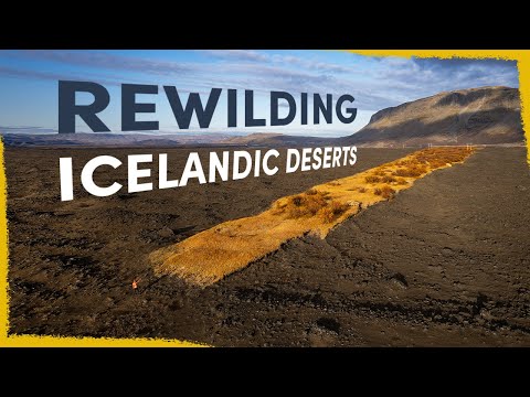 We’re Rewilding Iceland’s Deserts - here’s how