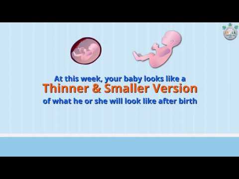 Baby’s Development at 27th Week of Pregnancy Part 1