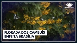 Miniatura do vídeo