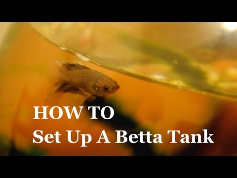 How To Set Up a Betta Tank - Timelapse
