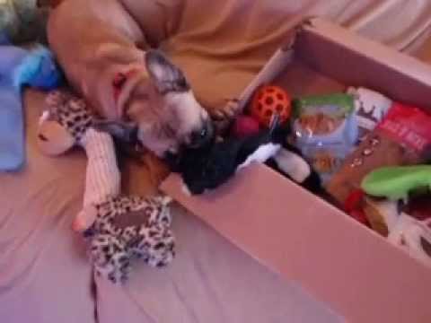 2014 - Nyah loves cardboard boxes just as much as toys!