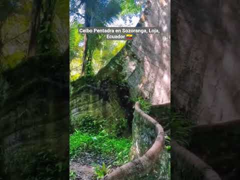 Ceibo Pentadra en Sozoranga, Loja, Ecuador 🇪🇨 ¡Belleza! #youtube #shorts #nature #beautiful #tree