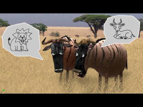 Savanna version - Wildebeest from Birdbox Studio