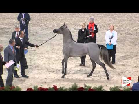 N.16 KAYRA ALFABIA - Paris 2015 - Yearling Fillies (Class CM1 B)