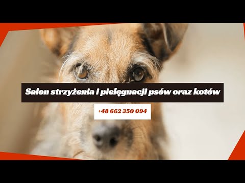 Chwila Dla Pupila Ewelina Włodarczyk - video