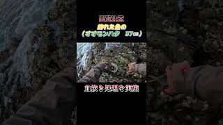 【閲覧注意】魚（オオモンハタ　37センチ）の血抜き処理！#shorts #釣り #ショアジギング