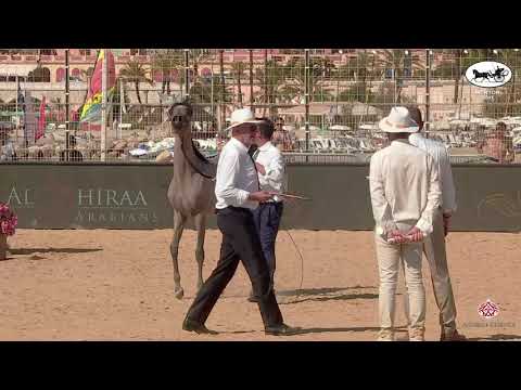 N 116 D SHAHHAR   Mediterranean and Arab Countries AHC   Menton 2021   Yearling Colts Class 6B