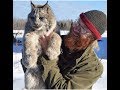 Hand-raised Canadian Lynx