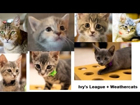 Ivys League + Weathercats - Kitten Academy Alumni Video