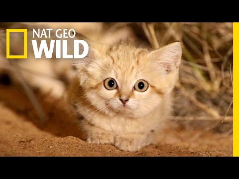 For the First Time Ever, Sand Kittens Captured in the Wild