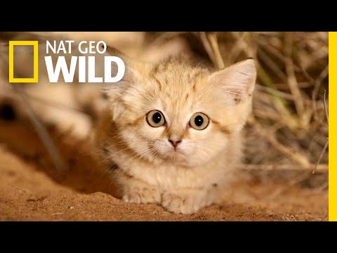 Sand Cat Kittens Filmed in the Wild for First Time | Nat Geo Wild
