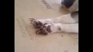 Drey Dreaming | amycatee