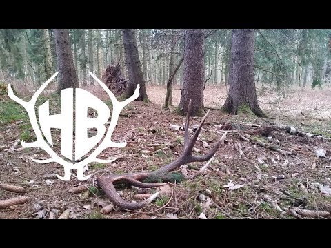 Searching for shed antlers 2016 / shed hunting - Hunter Brothers