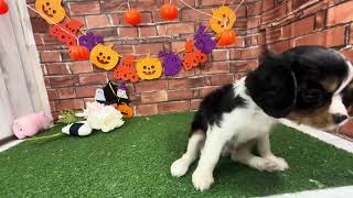 キャバリアの動画01